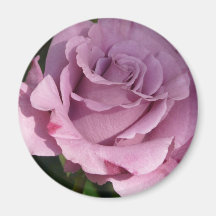 Rose, lila kühlschrankmagnet
