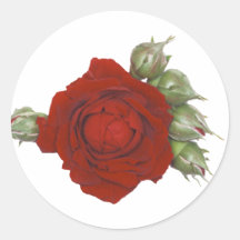 Rose mit den Knospen Stickers