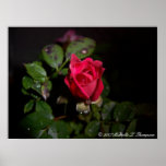 Rose mit einem Gesichts-Druck Plakatdruck
