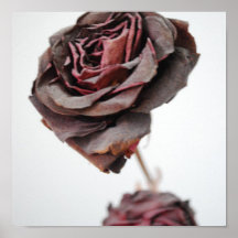 Rose Plakate