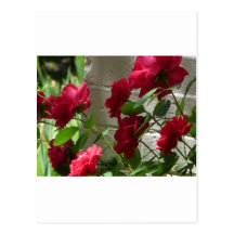 Rose, Rote Rose Postkarte