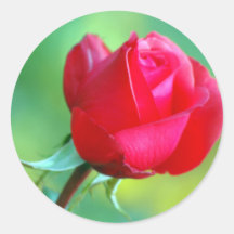 Rosen-Aufkleber