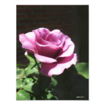 Rosen-Blume Photographien