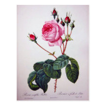 Rosen-Blume, Pierre Joseph Redouté Postkarten