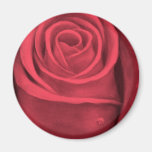 Rosen-Blumen-Malerei - multi Magnete