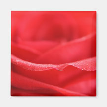 Rosen-Blumenblätter Magnets
