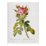 Rosen-botanischer Druck - "Rosa Bifera" durch Redo Postkarte