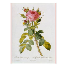 Rosen-botanischer Druck - "Rosa Bifera" durch Redo Postkarte