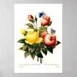 Rosen durch Pierre-Joseph Redouté Posterdrucke
