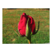 Rosen-Foto