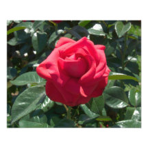 Rosen-Foto