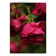 Rosen-Gruß-Karte