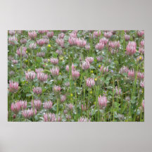 Rosen-Klee-Feld Plakate