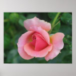 Rosen-Knospe Posterdrucke