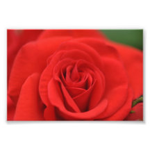 Rosen-Makro Kunst Foto