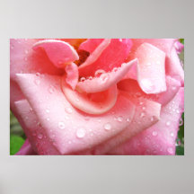 Rosen-Plakat 001