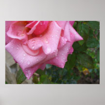 Rosen-Plakat 002