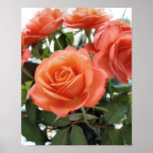 Rosen-Plakat