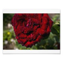 Rosen-und Tau-Tropfen Photo