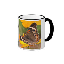 Rosskastanien-Schmetterlings-Lebenszyklus-Kaffeeta