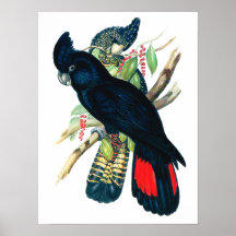 Rot angebunden, schwarze (Banksian) Cockatoos. Plakate