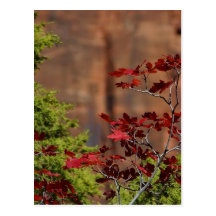 Rot-Blätter in Zion Nationalpark Postkarten