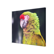 Rot-Gekrönter Amazonas-Papagei Leinwand Drucke