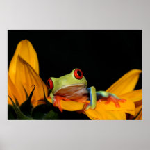 Rot gemusterter Baumfrosch Poster
