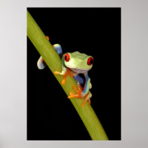 Rot gemusterter Baumfrosch Plakate