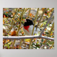 Rotbrüstige Grosbeak ~ Fotografie durch Risa ~ Posterdrucke