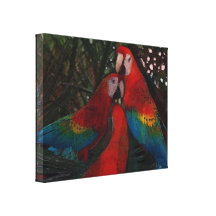 Rote Amazonas-Papageien Galerie Faltleinwand