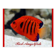 Rote Angelfish-Postkarte