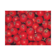 Rote Beere - Prämie eingewickelte Leinwand Galerie Faltleinwand