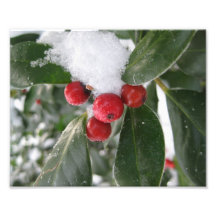 rote Beeren und Winter Fotografien