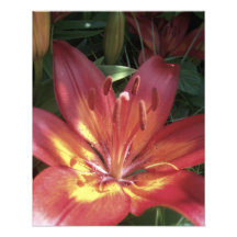 Rote Blume Fotografie