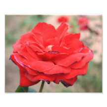 Rote Blume Fotografischer Druck