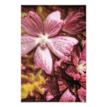 Rote Blumen-Illustration Photographien