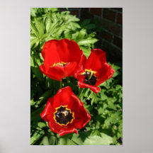 Rote Blumen Posterdrucke