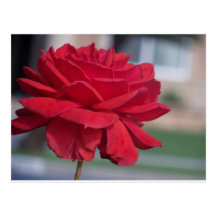 Rote Blumen-Postkarte