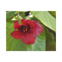 Rote Blüte Galerie Falt Leinwand