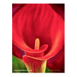 Rote Cala-Lilien-tropische Blumen-Kunst - multi Postkarten