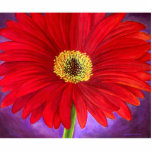 Rote Gänseblümchen-Blumen-Malerei-Kunst-Foto-Skulp Fotofigur