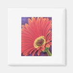 Rote Gänseblümchen-Blumen-Malerei - multi Magnete