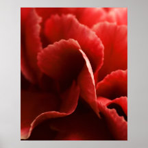 Rote Gartennelke Poster