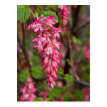 Rote gegenwärtige Blume Postkarte