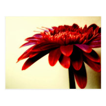 Rote Gerbera-Postkarte
