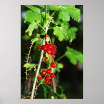 rote Johannisbeere Posterdruck