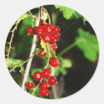 rote Johannisbeere Sticker