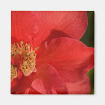 Rote Kamelien-Blume Magnete
