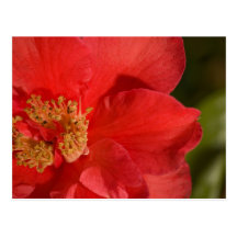 Rote Kamelien-Blume Postkarten